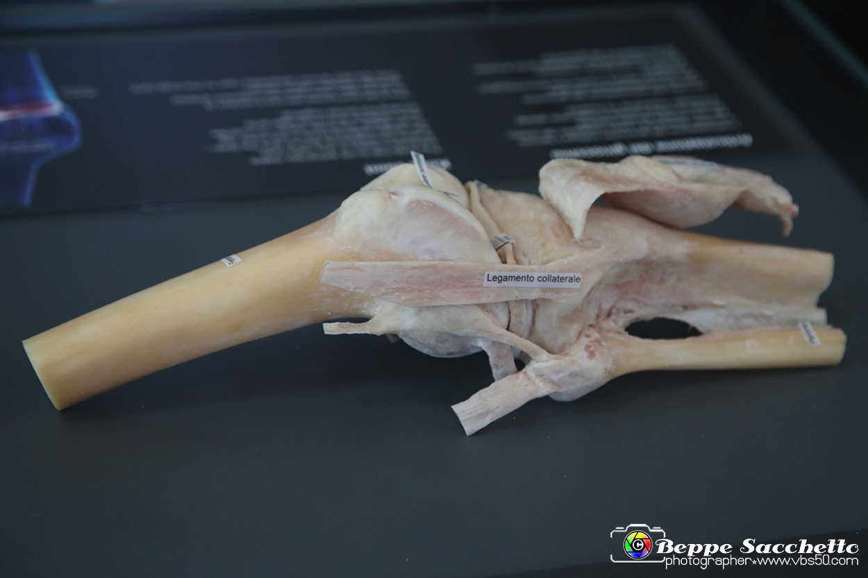 VBS_3072 - Articolazione del ginocchio - Mostra Body Worlds.jpg